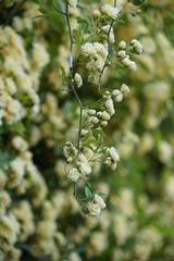 Gelb blühender Rosenbusch