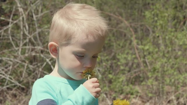 Little boy is sniffing the flowers (dandelions), sunny day, springtime, closeup portrait of cute kid