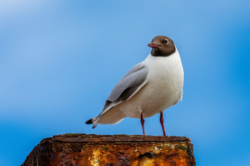 Möve am Hafen von Neßmersiel