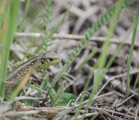 green lizard on the grass