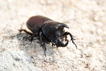 Beetle