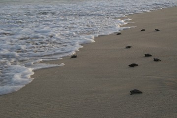 Loggerhead sea turtles reaching the sea after hatchling