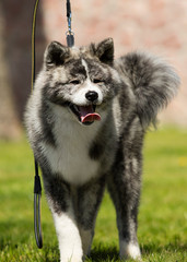 japanese akita watching outdoors