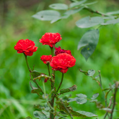 Red Rose Flowers in the Garden