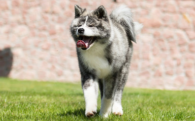 Japanese Akita walks outdoors