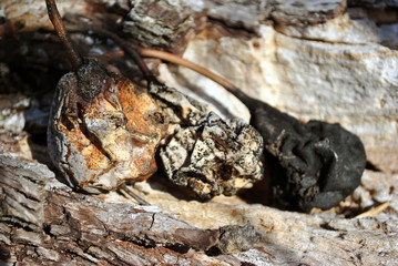 Rotten black and white dry last year pears on blurry wooden background with yellow moss