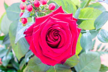 Red Rose - flower of love.