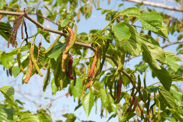 Afghan strawberry sweet fruit