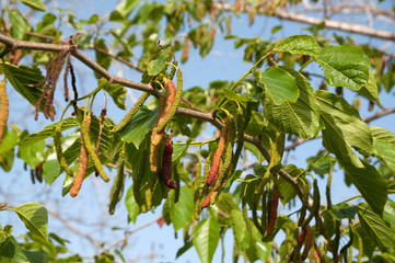 Afghan strawberry sweet fruit