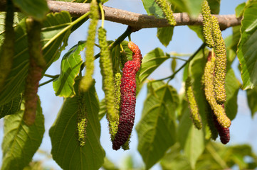 Afghan strawberry sweet fruit