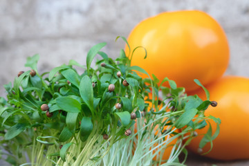 Young green coriander sprouts on a background of yellow tomatoes. On litany of coriander there are seed shells. Healthy food. Background.