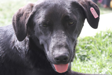 Street Dog sitting on the grass