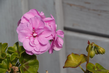 Purple geranium flowers in a garden during spring