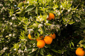 The orange blossom, citron blooming