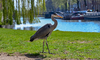 wildlife
