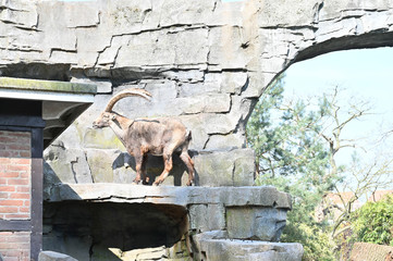 wildlife