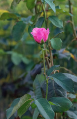 Rose flower on green foliage background close up