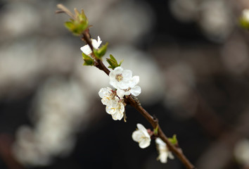 The apricot branches with beautiful white flowers. Spring.