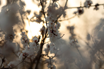 The apricot branches with beautiful white flowers. Spring.
