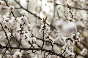 The apricot branches with beautiful white flowers. Spring.