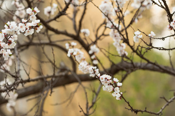 The apricot branches with beautiful white flowers. Spring.