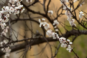The apricot branches with beautiful white flowers. Spring.