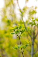 Branches of maple with young leaves in the city garden. Acer platanoides. Spring.