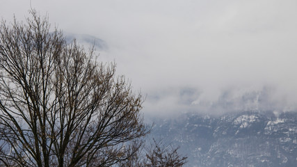 tree in fog
