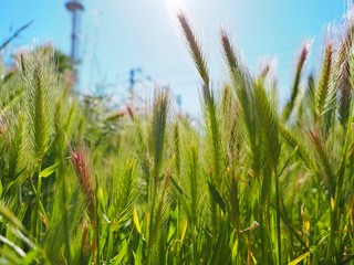 Vegetación en primavera