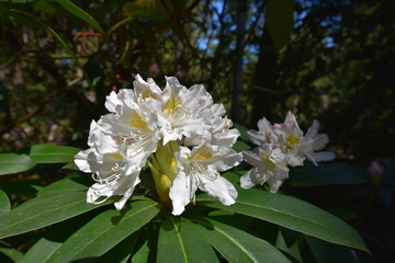 Rhododendron Gomer Waterer - wei&szlig;