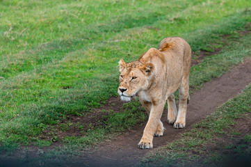 Lioness patrolling the N'gorongoro  crater.