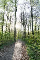 Obraz premium Gebersheim Wald