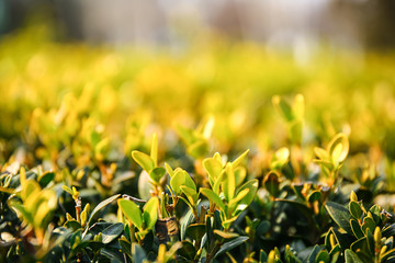 Bush with fresh green leaves outdoors, closeup