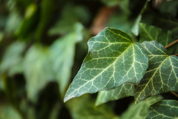 Green ivy outdoors, closeup