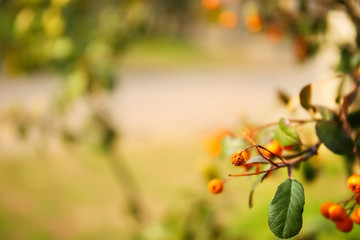 Branch of bush outdoors, closeup