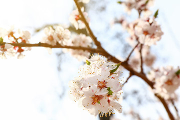 Naklejka premium Apricot tree branch with delicate white blossoms and golden stamens blooming in spring sunlight, the flowers are in full bloom, signaling the season of renewal and fresh growth in nature