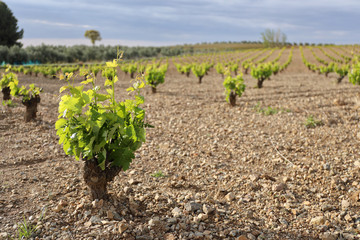 Fototapeta na wymiar Spanish vineyard freshly sprouted in spring, blue sky with clouds