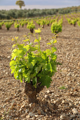 Strain of freshly sprouted vine, photograph in vertical