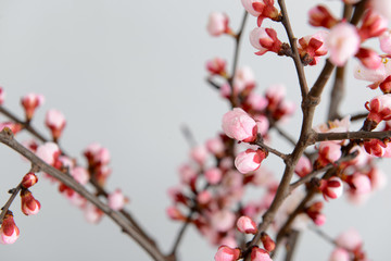 Beautiful blossoming branches on light background