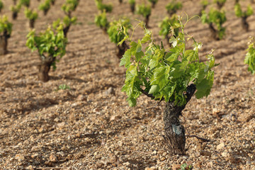 Spanish vineyard with new shoots in spring