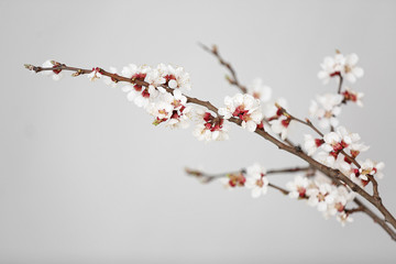 Beautiful blossoming branches on light background