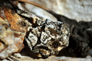 Rotten black and white dry last year pears on blurry wooden background 