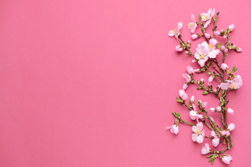 Fototapeta na wymiar Beautiful blossoming branches on color background