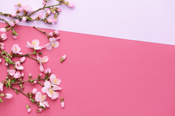 Beautiful blossoming branches on color background