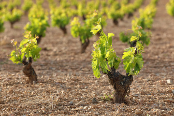 Spanish vineyard with new shoots in spring