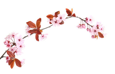 Naklejka premium Beautiful blossoming branch on white background