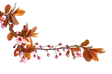 Beautiful blossoming branch on white background