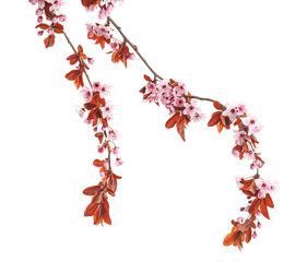 Beautiful blossoming branches on white background