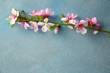 Beautiful blossoming branch on color background