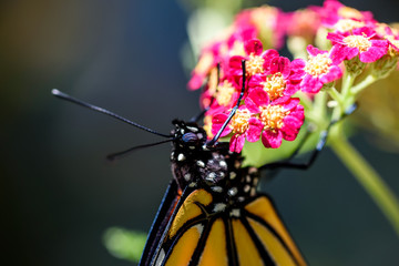 MonarchButterfly-April2019-9